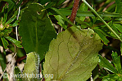 Alpenmasslieb (Aster bellidiastrum) (C335092) Alpenmasslieb (Aster bellidiastrum) (C335092)