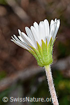 Alpenmasslieb (Aster bellidiastrum) (C335095) Alpenmasslieb (Aster bellidiastrum) (C335095)