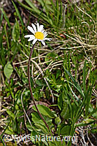 Alpenmasslieb (Aster bellidiastrum) (C335098) Alpenmasslieb (Aster bellidiastrum) (C335098)