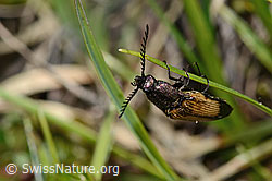 Kupferfarbener Kammhorn-Schnellkäfer (Ctenicera cuprea) (C335117) Kupferfarbener Kammhorn-Schnellkäfer (Ctenicera cuprea) (C335117)