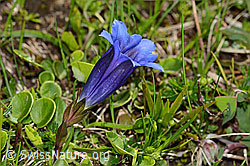 Gentiana clusii (11.06.2025, C335137)