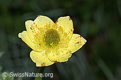 Schwefel-Anemone (Pulsatilla alpina ssp. apiifolia) (19.06.2025, C338111)