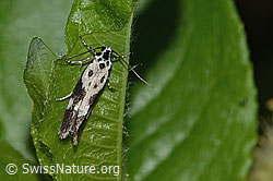 Ethmia quadrillella (Grasminiermotte) (19.06.2025, C338134)