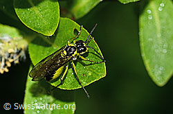 Tenthredo mesomela (C338156)