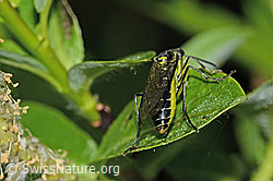 Tenthredo mesomela (C338160)