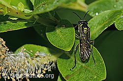 Tenthredo mesomela (C338161)
