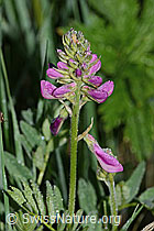 Alpen-Süssklee (Hedysarum hedysaroides) (C338175)