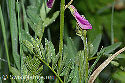 Alpen-Süssklee (Hedysarum hedysaroides) (C338176)