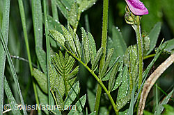 Alpen-Süssklee (Hedysarum hedysaroides) (C338177)