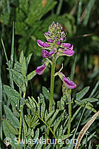 Alpen-Süssklee (Hedysarum hedysaroides) (C338180)