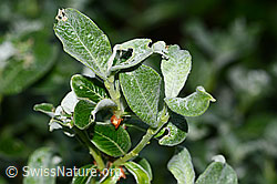 Salix glaucosericea (C338194)