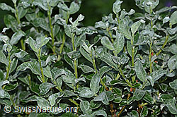 Salix glaucosericea (C338195)