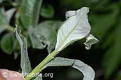 Salix glaucosericea (C338196)