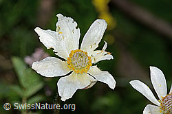 Monte Baldo-Anemone (Anemone baldensis) (19.06.2025, C338238)