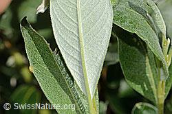 Seidenhaarige Weide (Salix glaucosericea) (19.06.2025, C338243)