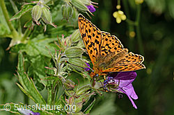 Silberfleck-Perlmuttfalter (Boloria euphrosyne) auf Wald-Storchschnabel (Geranium sylvaticum) (19.06.2025, C338250)
