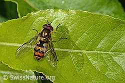 Behaarte Schwebfliege (Syrphus torvus) (C338286)
