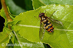 Behaarte Schwebfliege (Syrphus torvus) (C338287)
