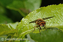 Behaarte Schwebfliege (Syrphus torvus) (C338288)