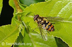 Behaarte Schwebfliege (Syrphus torvus) (19.06.2025, C338293)