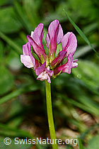 Alpenklee (Trifolium alpinum) (C338296)