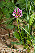 Alpenklee (Trifolium alpinum) (19.06.2025, C338297)