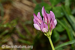 Alpenklee (Trifolium alpinum) (19.06.2025, C338301)