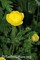 Trollblume (Trollius europaeus) (19.06.2025, C338302)