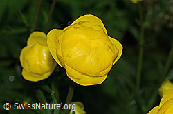 Trollblume (Trollius europaeus) (19.06.2025, C338303)
