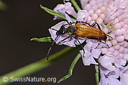 Paracorymbia hybrida (Schmalbock) auf Gemeine Skabiose (Scabiosa columbaria)