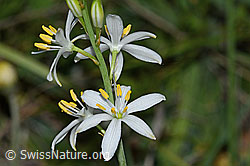 Astlose Graslilie (Anthericum liliago) (C338903)
