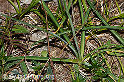 Astlose Graslilie (Anthericum liliago) (C338905)