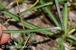 Astlose Graslilie (Anthericum liliago) (C338906)
