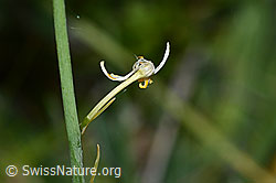 Astlose Graslilie (Anthericum liliago) (C338907)