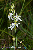 Astlose Graslilie (Anthericum liliago) (20.06.2025, C338909)