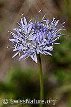 Jasione montana (C338919)