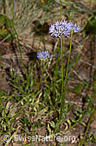 Jasione montana (C338921)
