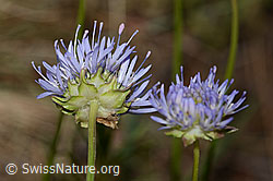 Jasione montana (C338924)