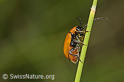 Exosoma lusitanicum (Blattkäfer) (C338997) Exosoma lusitanicum (Blattkäfer) (C338997)