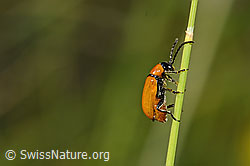 Exosoma lusitanicum (Blattkäfer) (C338998) Exosoma lusitanicum (Blattkäfer) (C338998)