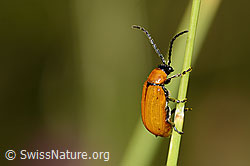 Exosoma lusitanicum (Blattkäfer) (C339003) Exosoma lusitanicum (Blattkäfer) (C339003)