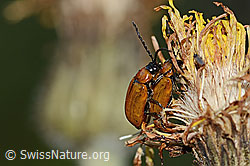 Exosoma lusitanicum (Blattkäfer) (C339019) Exosoma lusitanicum (Blattkäfer) (C339019)