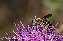 Foto: Knautien-Sandbiene (Andrena hattorfiana) auf Skabiosen-Flockenblume (Centaurea scabiosa)
