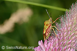 Purpur-Fruchtwanze (Carpocoris purpureipennis) an Purpur-Klee (Trifolium rubens) (C339250) Purpur-Fruchtwanze (Carpocoris purpureipennis) an Purpur-Klee (Trifolium rubens) (C339250)