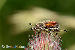 Getreidelaubkäfer (Chaetopteroplia segetum) an Purpur-Klee (Trifolium rubens) (C339285) Getreidelaubkäfer (Chaetopteroplia segetum) an Purpur-Klee (Trifolium rubens) (C339285)