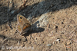 Braunauge (Lasiommata maera) (C339297) Braunauge (Lasiommata maera) (C339297)