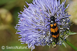 Veränderlicher Ölkäfer (Mylabris variabilis) auf Berg-Jasione (Jasione montana) (C339310)