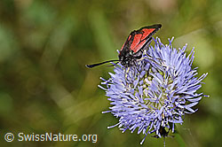 Thymian-Widderchen (Zygaena purpuralis) auf Berg-Jasione (Jasione montana) (C339323)