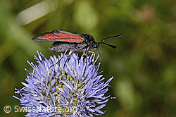 Thymian-Widderchen (Zygaena purpuralis) auf Berg-Jasione (Jasione montana) (C339325)