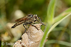 Schlichte Raubfliege (Machimus rusticus) (20.06.2025, C339331)